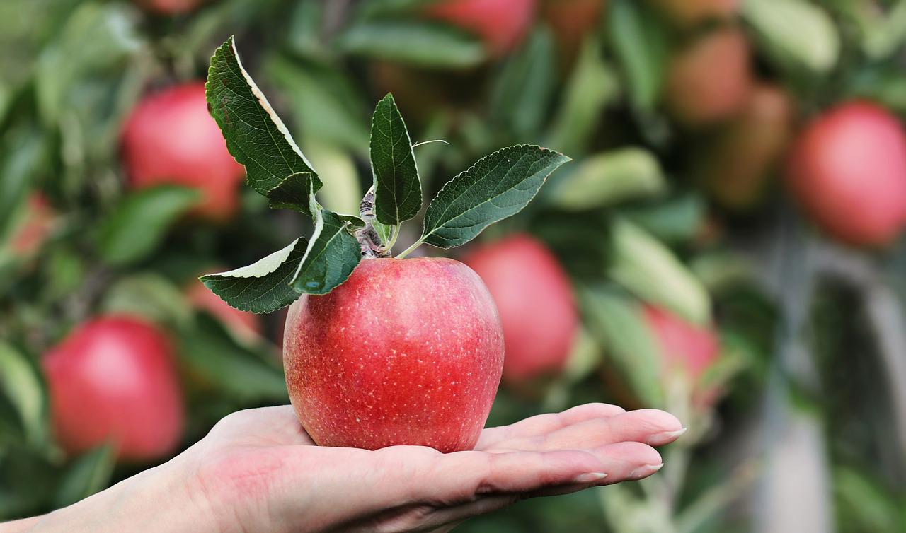 Fruit exporteren naar het buitenland 